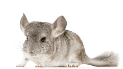 Chinchilla image